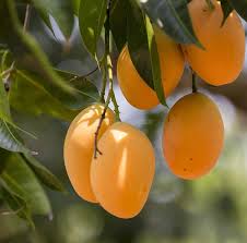 Alphonso Mango