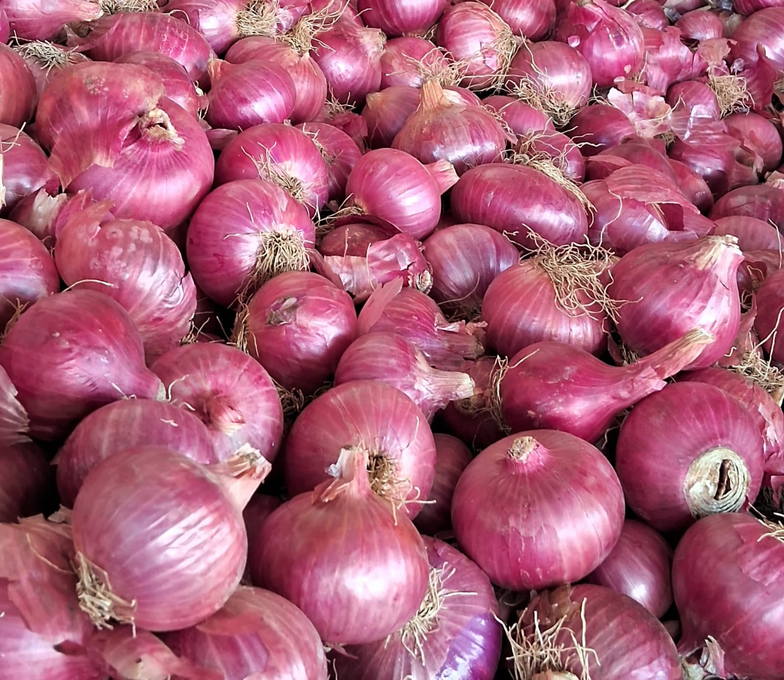 Red Onion