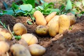 Fresh Potato